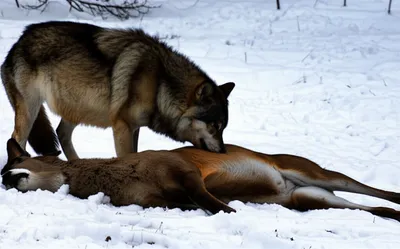 Illustration ravened - Image 1