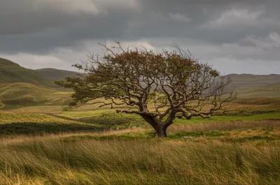 Illustration plains - Image 1