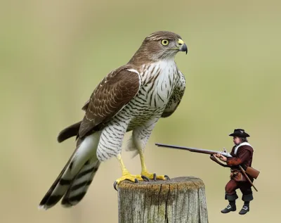 Illustration sparrowhawk - Image 1