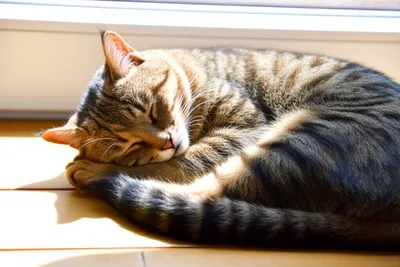 Illustration sits - Image 1