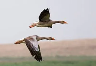 Illustration flit - Image 2