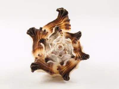 Illustration murex - Image 2