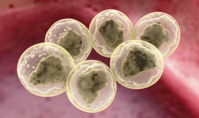 Illustration crops - Image 1