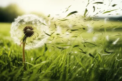 Illustration overblown - Image 1