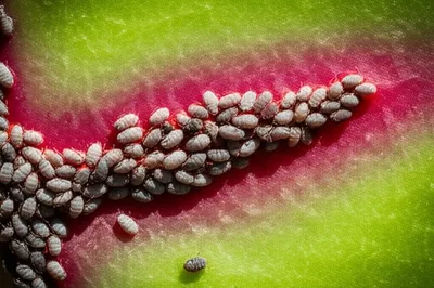 Illustration vermillion - Image 1