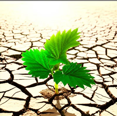 Illustration heel - Image 1