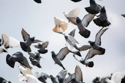 Illustration turners - Image 1