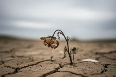 Illustration perished - Image 1