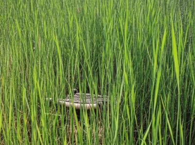 Illustration sedge - Image 1