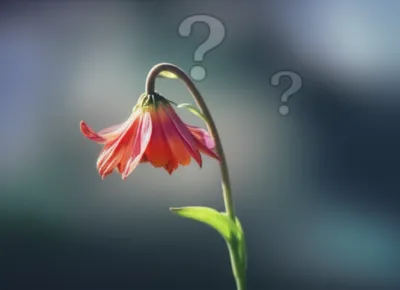 Illustration wilt - Image 1