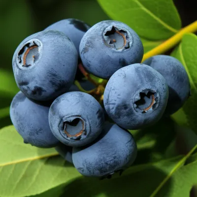 Illustration blueberry - Image 1