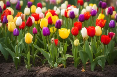 Illustration embedding