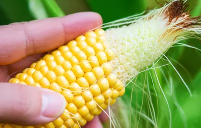 Illustration silk - Image 1