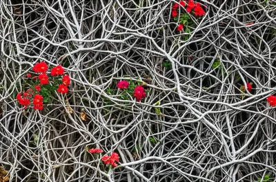 Illustration sclerosis - Image 1