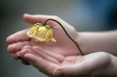 Illustration softest - Image 1