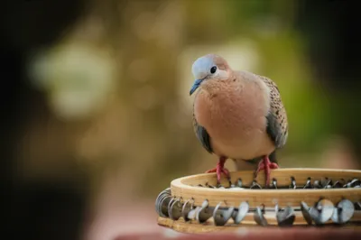 Illustration tambourine - Image 1