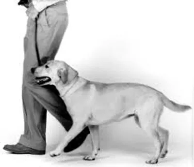 Illustration heel - Image 2