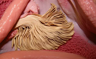 Illustration bibles - Image 1