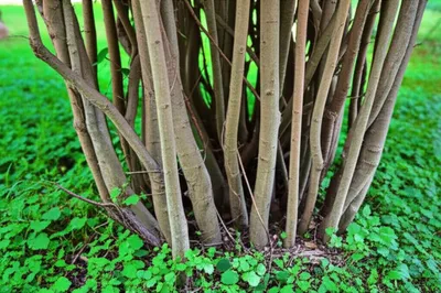 Illustration grove - Image 1