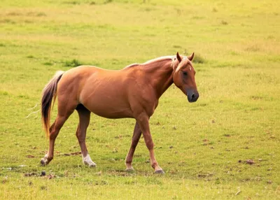 Illustration ambles - Image 1