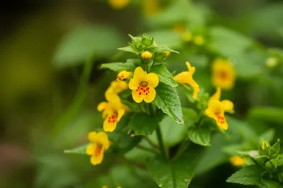 Illustration musk - Image 1