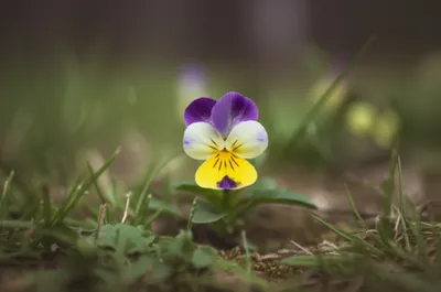 Illustration heartsease