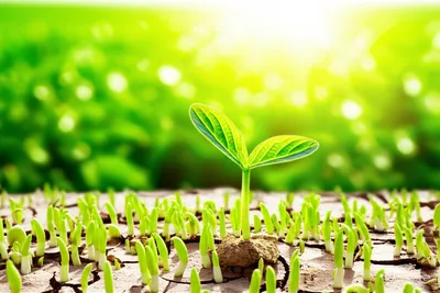 Illustration propagation