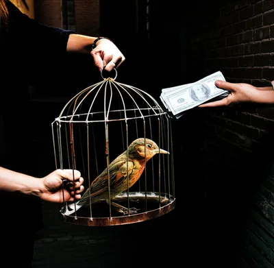 Illustration trafficked - Image 1