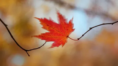 Illustration quivering - Image 1