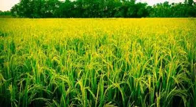 Illustration paddy - Image 2