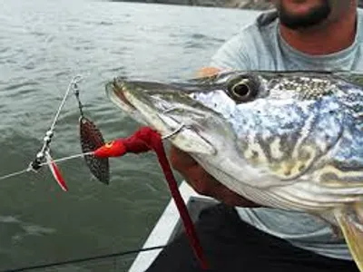 Illustration spin - Image 4