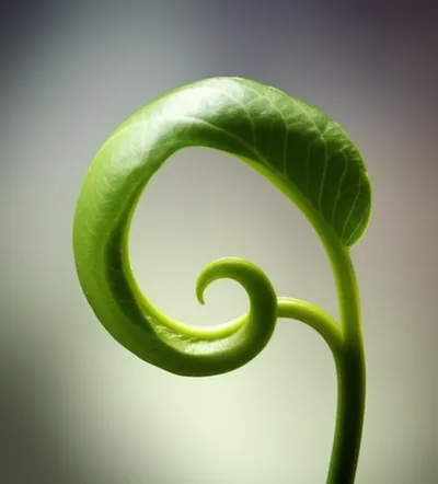 Illustration reflexed