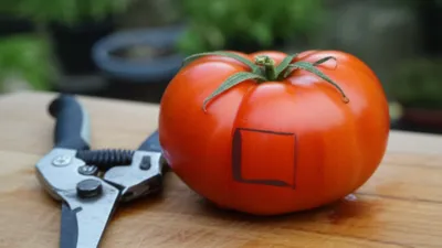 Illustration crop - Image 1