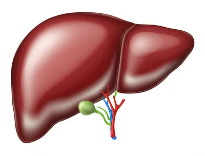 Illustration hepatitis