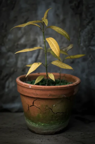 Illustration sickly - Image 1