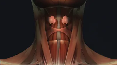 Illustration arytenoid - Image 1