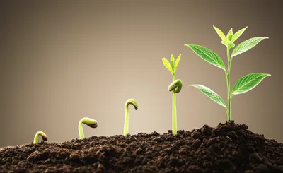 Illustration graduate - Image 1