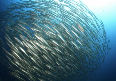 Illustration shoaling - Image 1