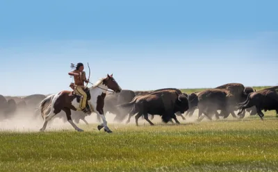 Illustration buffalo - Image 1