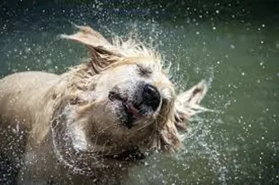 Illustration shake - Image 4