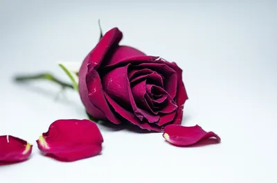 Illustration deflowered - Image 1