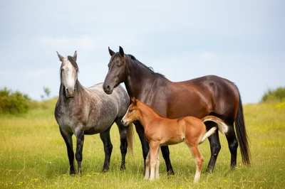 Illustration grandsire - Image 1