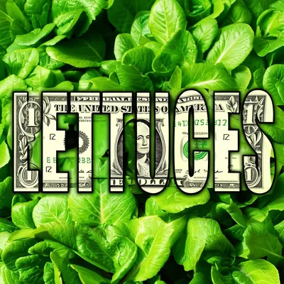 Illustration lettuces - Image 1