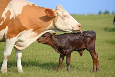 Illustration calving - Image 1