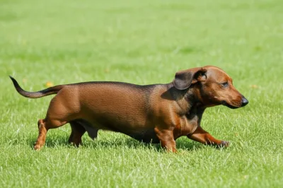 Illustration ambling - Image 1