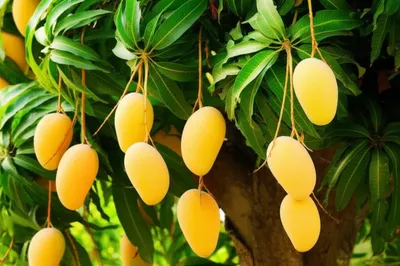 Illustration mangoes