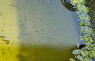 Illustration wrigglers - Image 1