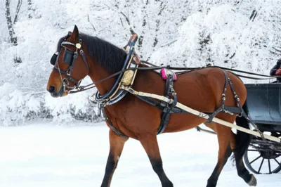 Illustration jingle - Image 1