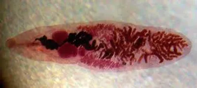 Illustration fluke - Image 2