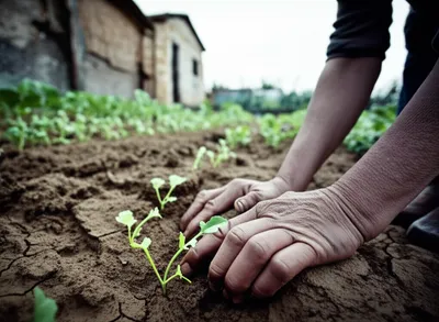 Illustration subsistence - Image 1